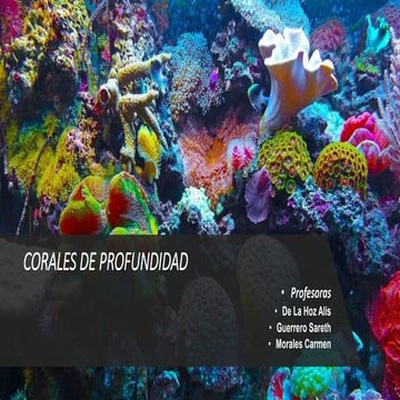 Corales de profundidad  listo