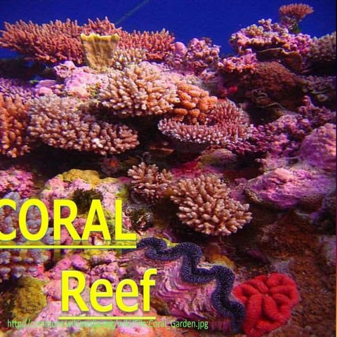 The Coral Reef By Kacey Instone 