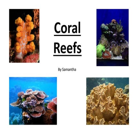 Coral reef Samantha