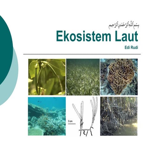 biologi dasar - ekosistem laut
