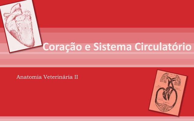 Coração e sistema circulatorio