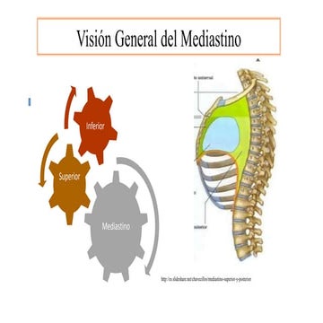 Corazón Generalidades 