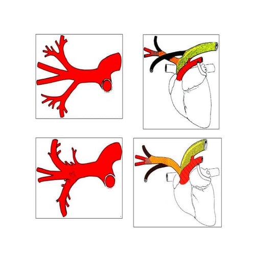 Corazón - Anatomia Comparada de los Animales Domesticos