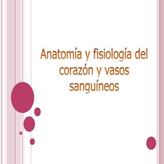 anatomia y fisiologia del corazon