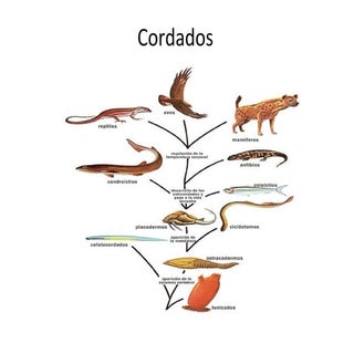 Cordados