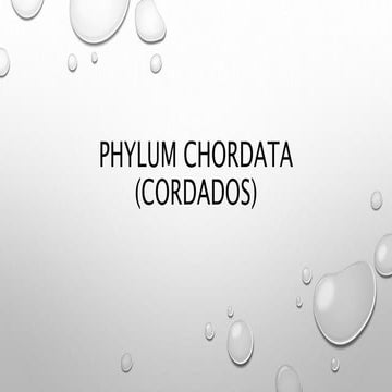 phylum chordata
