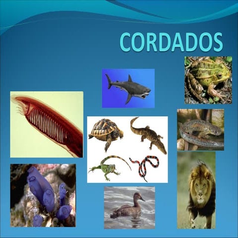 Cordados 2