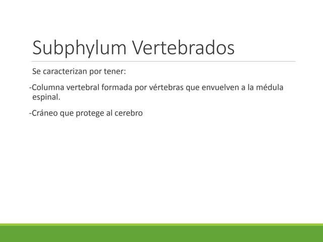 subphylum vertebrados