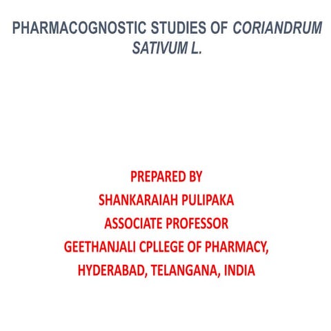 Coriandrum sativum new