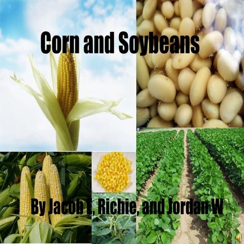 Corn and soybeans | PPT