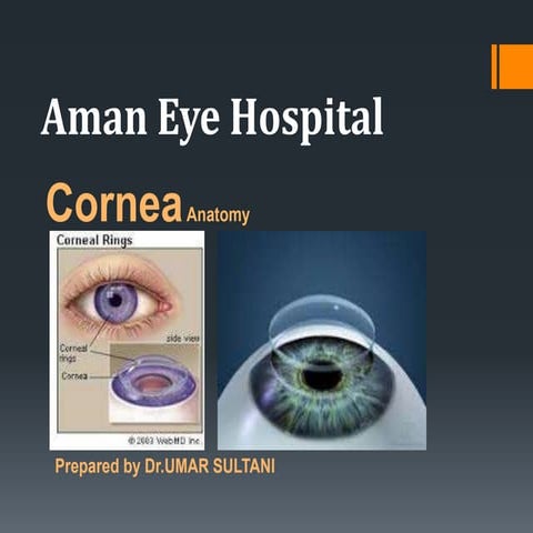 Cornea anatomy
