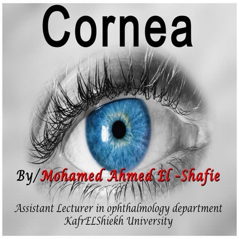 Cornea for undergraduate