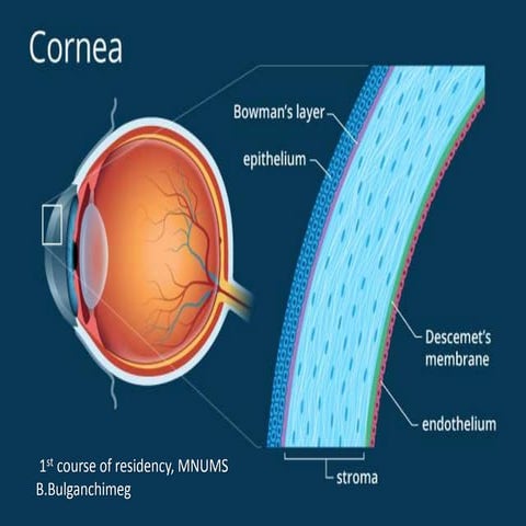 Corneal  anatomy