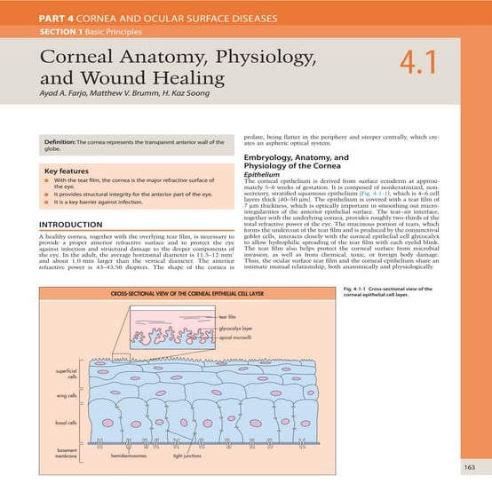 Corneal anatomy physiology and wound healing