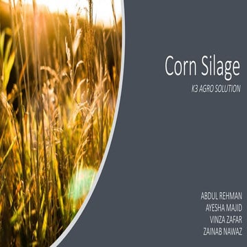Corn Sillage