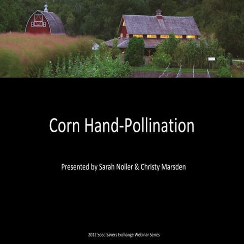 Hand Pollinating Corn For Seed Saving Ppt