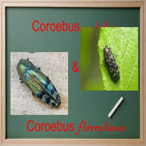 Coroebus | ODP