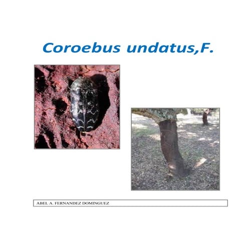 Coroebus undatus_plaga del alcornoque culebrilla.pdf