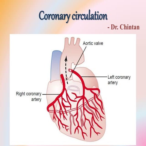 Coronary circulation