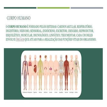 Estudo do meio corpo humano | PPTX