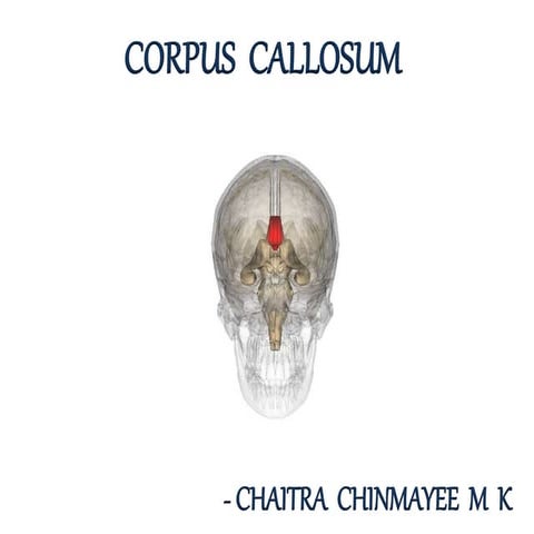 Corpus callosum