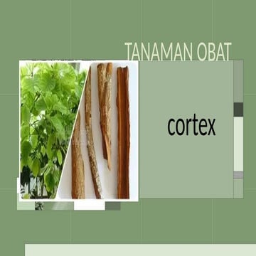 CORTEX TANAMAN OBAT adala bagian kulit batang tumbuhan yang ...