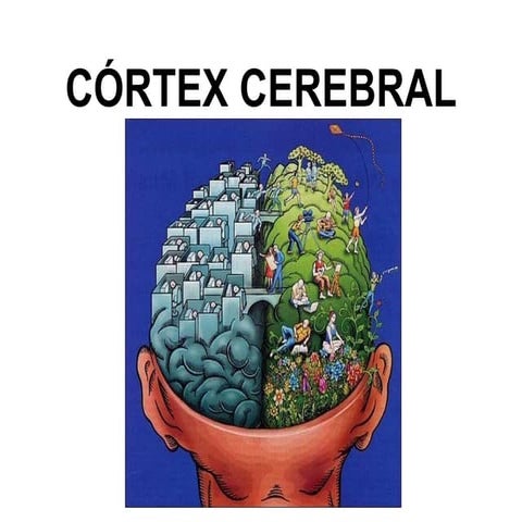 Cortex cerebral