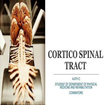 Corticospinal tract (Pyramidal tract)