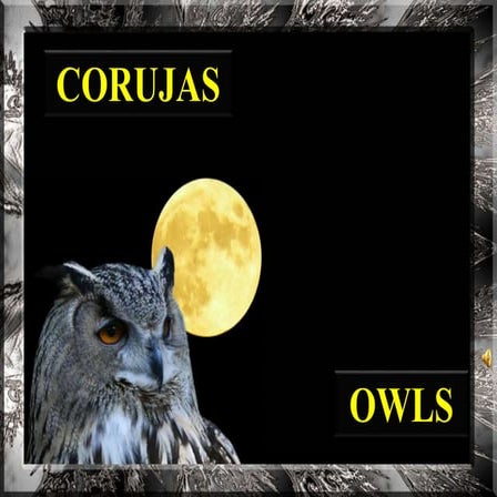 Corujas   owls