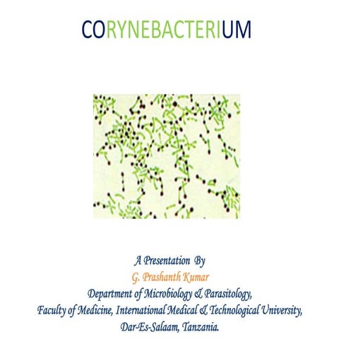 Corynebacterium
