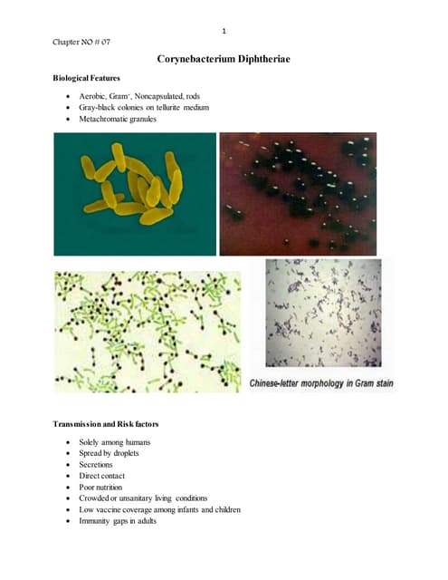 Corynebacterium diphtheriae
