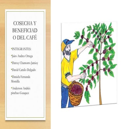 COSECHA_Y_BENEFICIADO_CAFE_EXPOSICION jairo 1 (3).pptx