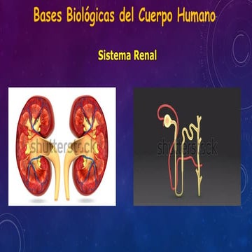 bases biologicas del cuerpo humano sis´tema renal