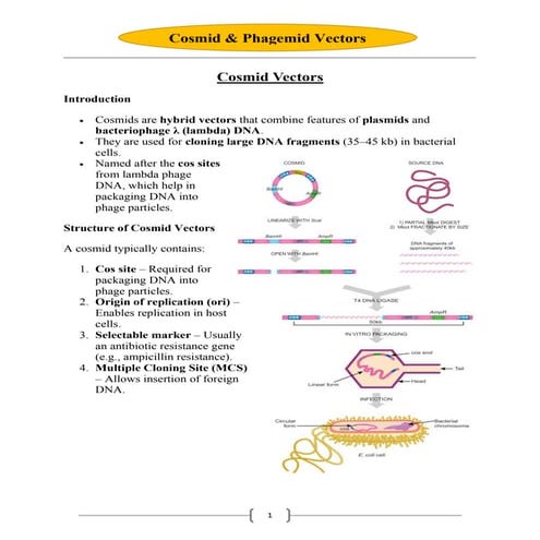 Cosmid & Phagemid Vectors for B.Sc. Biotechnology & Botany Students