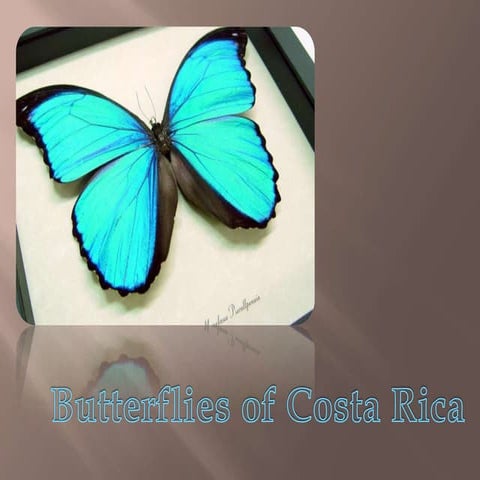 Butterflies of Costa Rica | PPTX