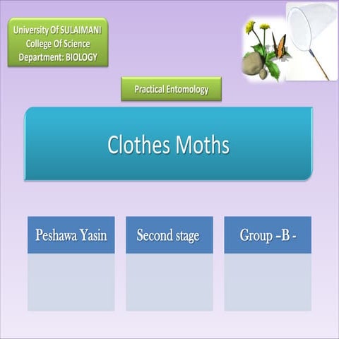 Cothes moth - Tineola bisselliella