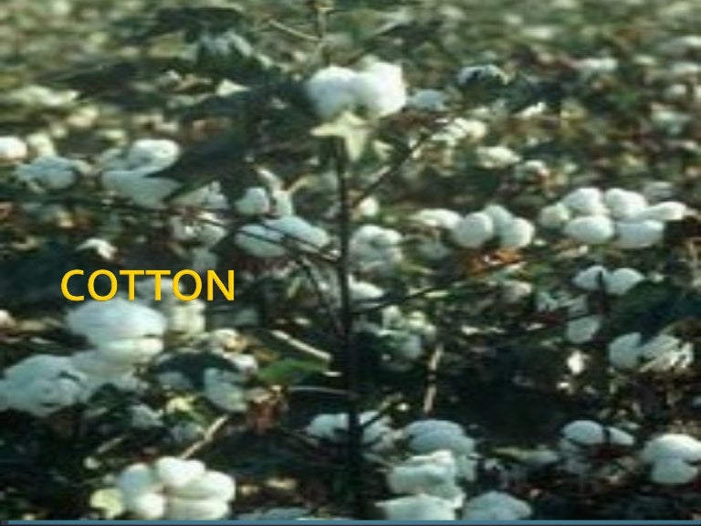 cotton commodity