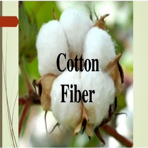 Cotton manufacturing process | PPTX