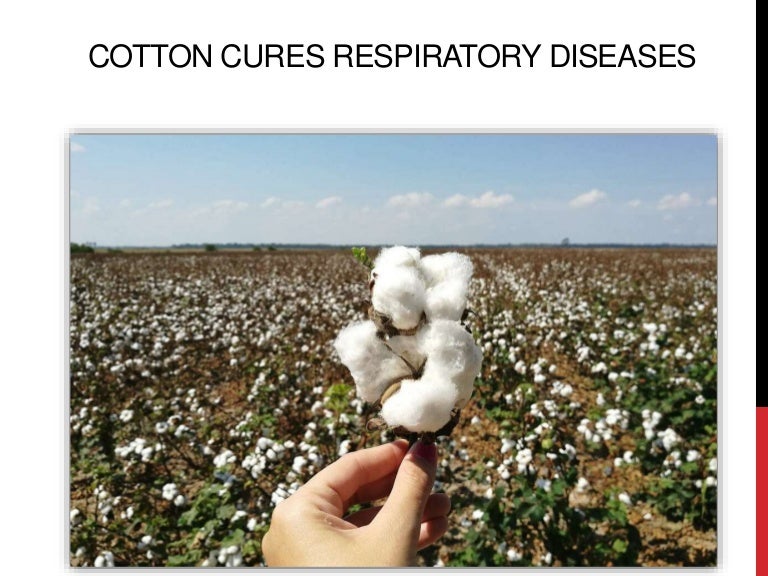 Cotton cures respiratory diseases