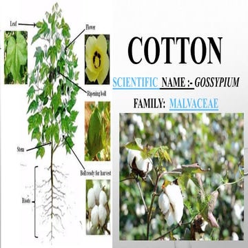 Cotton crop cultivation