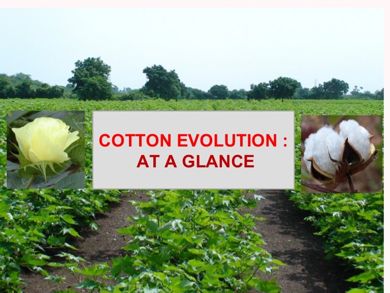 Tracing Generations Of Fabric Evolution: The Cotton Tale – PKYGD