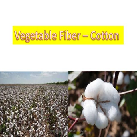 Cotton fiber