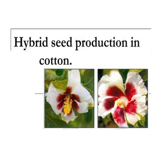 Cotton hybrid seed production