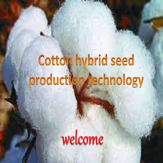 Hybrid Cotton Seed Production 