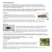 house fly.ppt