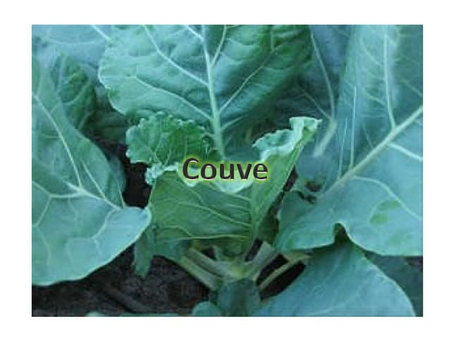 Couve