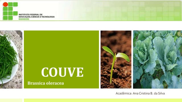 Cultivo da Couve