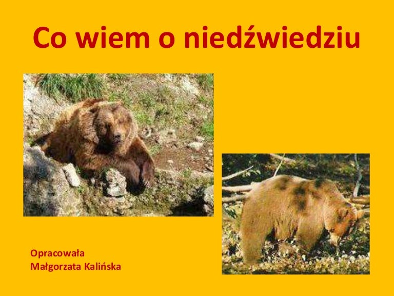 Skąd Wojski Dowiedział Się O Niedźwiedziu Co wiem o niedźwiedziu konkurs