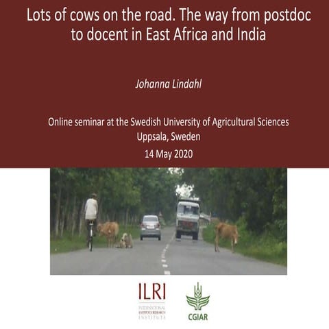 Lots of cows on the road. The way from postdoc to docent in East Africa and I...