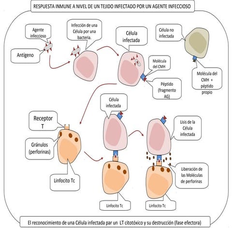 CPA LTc. RESPUESTA INMUNE A NIVEL DE UN TEJIDO INFECTADO POR UN AGENTE INFECC...